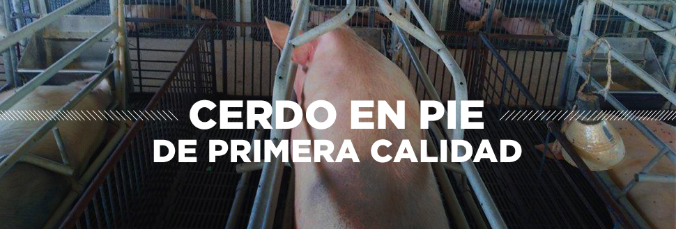 CERDO EN PIE CERDO EN PIE