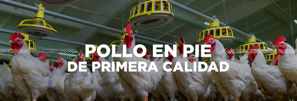 POLLO EN PIE POLLO EN PIE